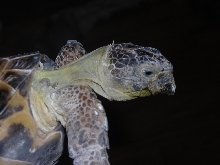 Help identify my tortoise!