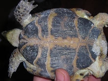 Help identify my tortoise!