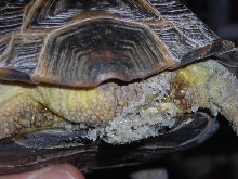 Help identify my tortoise!
