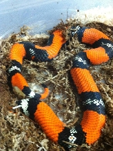 Lystrophis / Hypo  Tri-Color Hognose