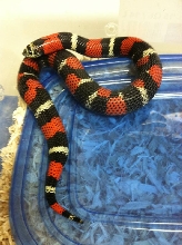Lystrophis / Tri-Color Hognose camo 2013