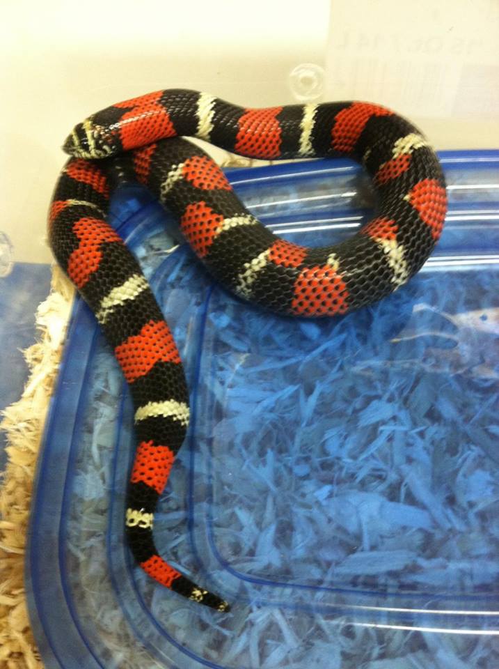 Lystrophis / Tri-Color Hognose camo 2013