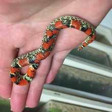 Tri color hognose SHER B. Blood Line