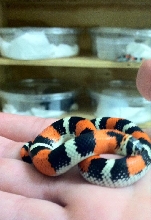 Lystrophis Species -Tri -Color Hognose SHER B. Blood Line