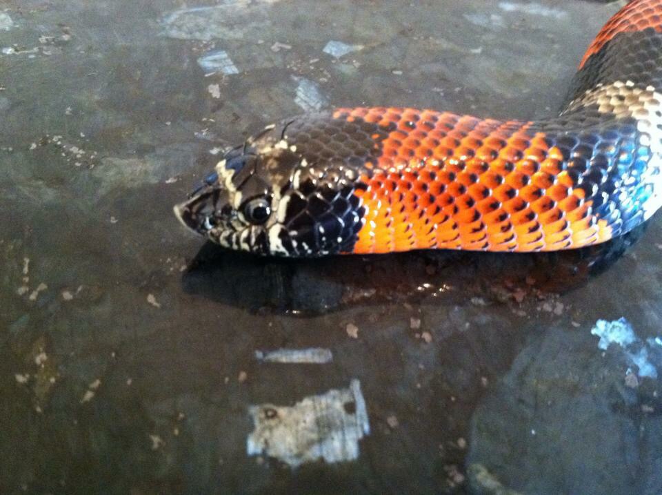 Lystrophis Species -Tri -Color Hognose SHER B. Blood Line
