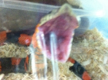 Lystrophis Species -Tri -Color Hognose SHER B. Blood Line