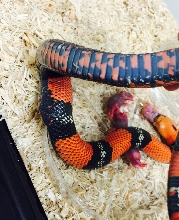 Lystrophis Species -Tri -Color Hognose SHER B. Blood Line