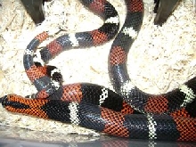 Tri-color hognose breeding