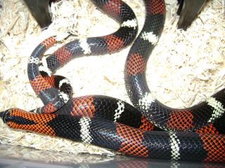 Tri-color hognose breeding