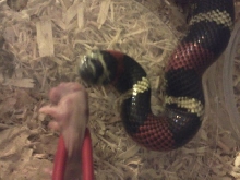 feeding tri-color hognose