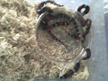 Tri-Color hognose  lystrophis