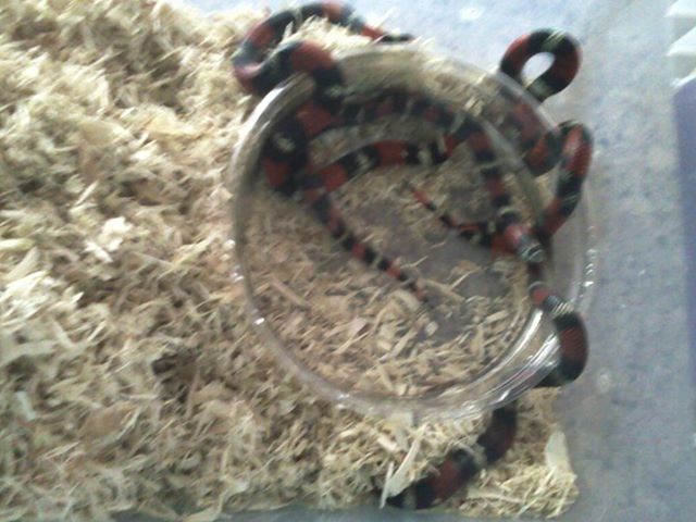 Tri-Color hognose  lystrophis