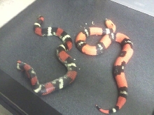 Tri-Color hognose  normal / Hypo tri-color hognose produced by Sher B.2012