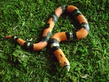 hypo Tri-color hognose