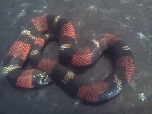 Lystrophis / Tri-Color Hognose