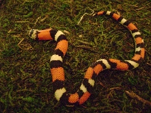 Lystrophis       Produced By Sher B.