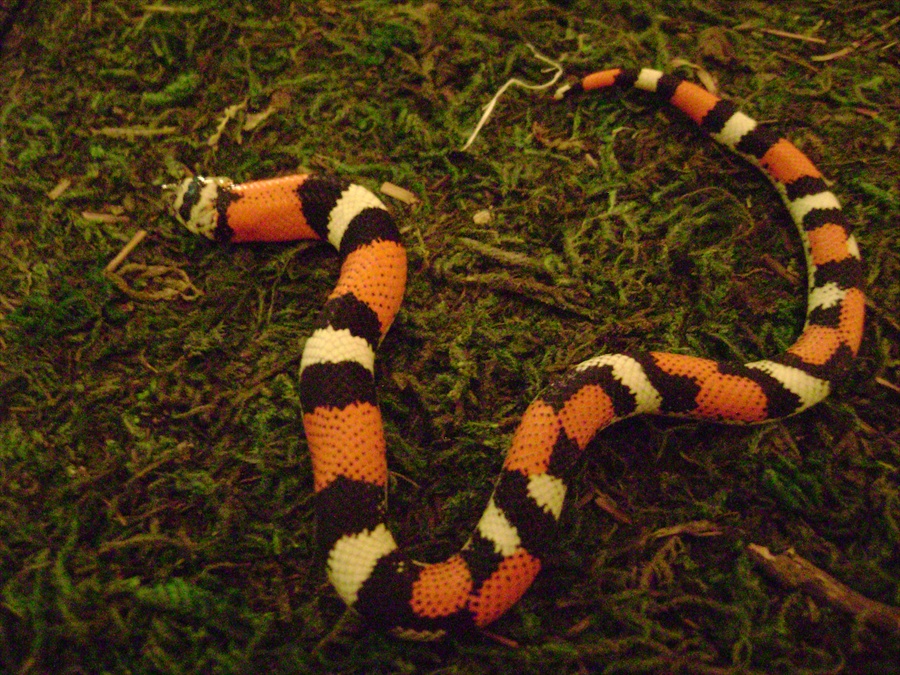Lystrophis       Produced By Sher B.