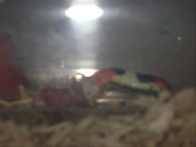 Lystrophis /Tri-color hognose Produced By Sher B.