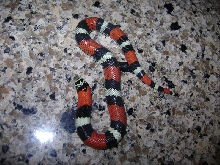 Lystrophis /Tri-color hognose Produced By Sher B.