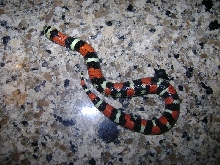 Lystrophis /Tri-color hognose Produced By Sher B.