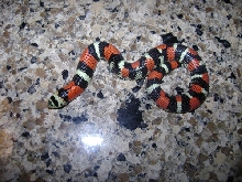 Lystrophis /Tri-color hognose Produced By Sher B.