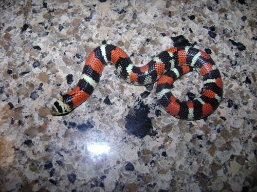 Lystrophis /Tri-color hognose Produced By Sher B.
