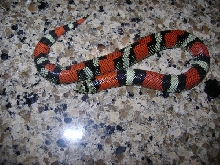 Lystrophis /Tri-color hognose Produced By Sher B.