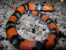 Lystrophis Tri-color hognose