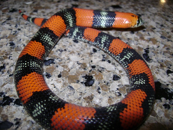 Lystrophis Tri-color hognose