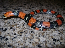Lystrophis /Tri-color hognose Produced By Sher B.