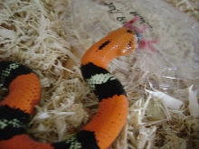 hypo Tri-color hognose