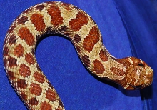 Close view