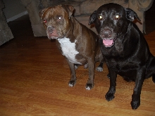 sergeant and cocoa