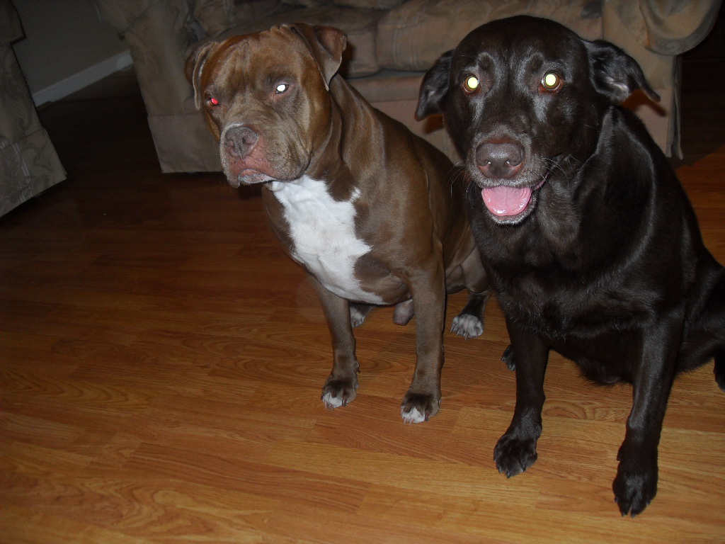 sergeant and cocoa