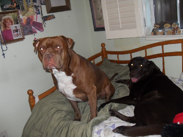 sergeant and coco