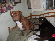 sergeant and coco