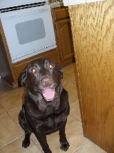 cocoa