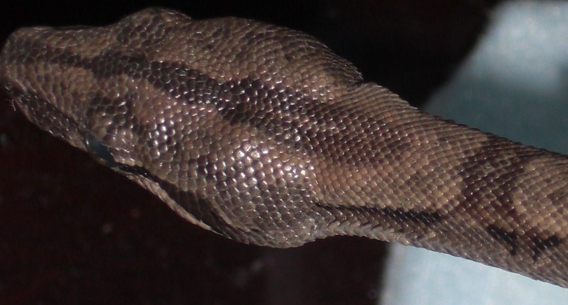 jbyrds boa