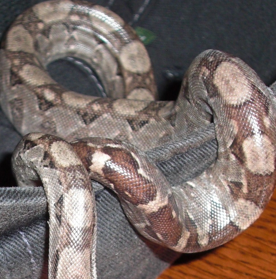 jbyrds boa