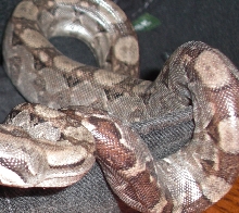 jbyrds boa