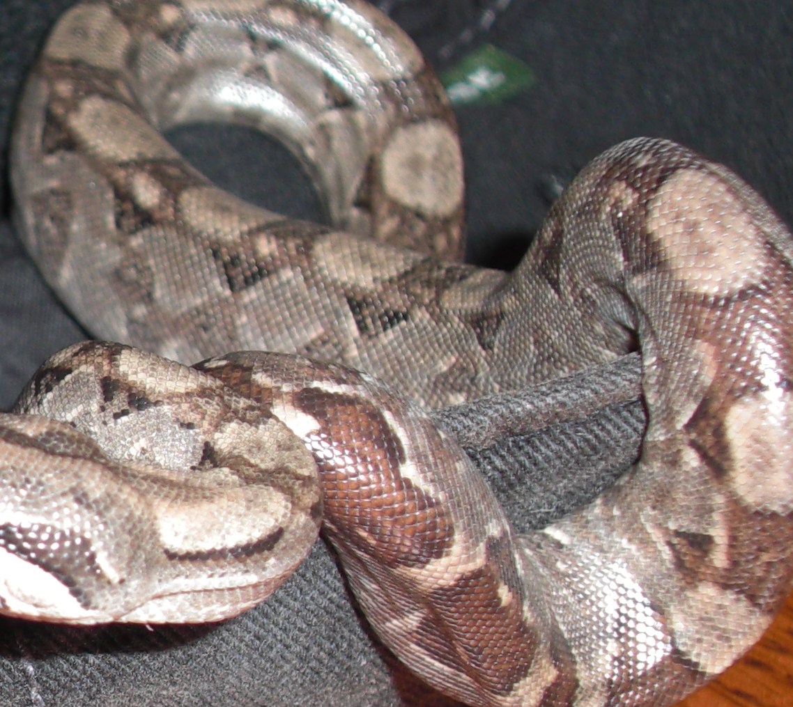 jbyrds boa