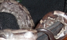 jbyrds boa