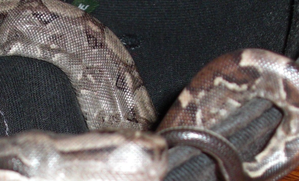 jbyrds boa