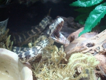 Angry Carpet Python
