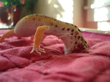 RAWR