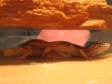 SMOOSH