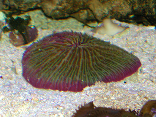 Saltwater - Austin Aquariums