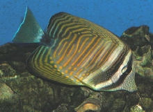 Saltwater Photos