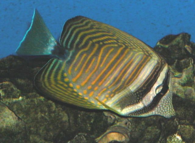 Saltwater Photos