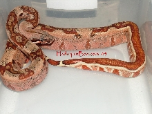 05 Hypo